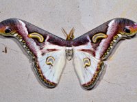 A saturniid moth, Ebogo, Cameroon