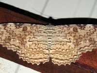 World's largest moth: Thysania agrippina (Lepidoptera: Noctuidae), Petit Saut, French Guyana