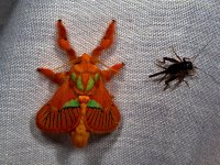 A moth, Ebogo, Cameroon