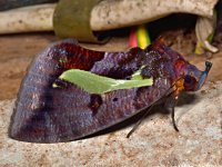 A moth, Wanang 3, Papua New Guinea