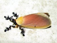 A moth, Petit Saut, French Guyana