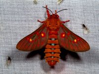 A moth, Ebogo, Cameroon