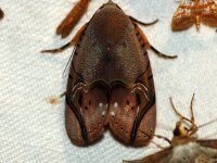 A moth, Puspensaat, West Papua, Indonesia