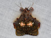 A moth, Petit Saut, French Guyana