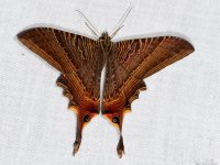 An Uraniidae moth, Nouragues, French Guyana
