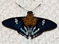 A butterfly (Lepidoptera: Hesperiidae), Nouragues, French Guyana
