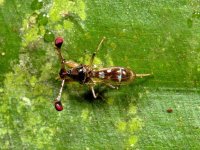 Stalk-eyed fly, Dja, Cameroon