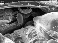 Group of forensic mites underneath elytra of bark beetle (Scolytus intricatus), SEM
