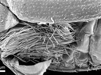 Group of forensic nematods underneath elytra of bark beetle (Scolytus intricatus), SEM
