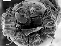 Mouth of elephant lice (Haematomyzus sp), SEM. Note the unussual way of operation of mandibles.