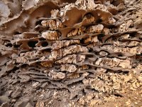 Macrotermes michaelseni, houbové zahrádky, Otjiwarongo, Namibie.