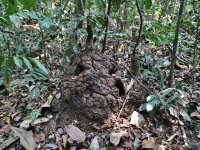 Nest of Cephalotermes rectangularis, Ebogo, Cameroon